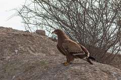 Aquila nipalensis