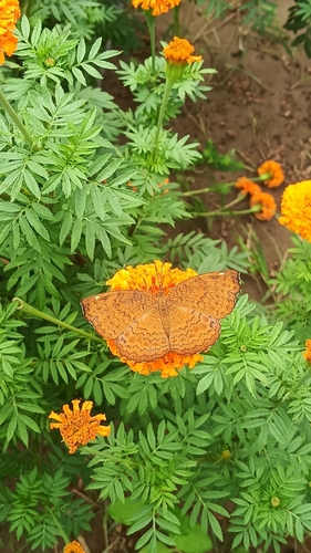 Common Castor Butterfly