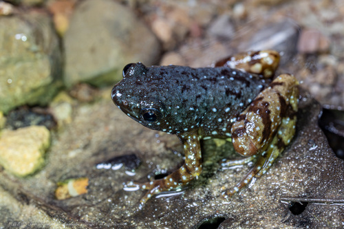 Saffron-bellied Frog