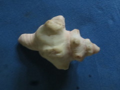 Pleuroploca trapezium image