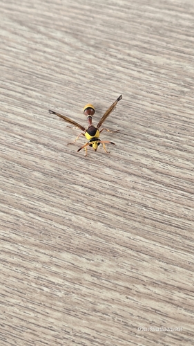 Okinawa Mud Wasp