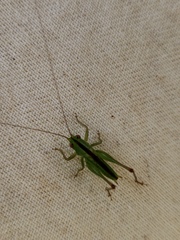 Conocephalus cinereus