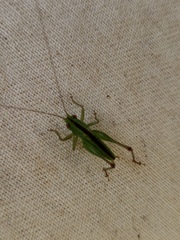 Conocephalus cinereus