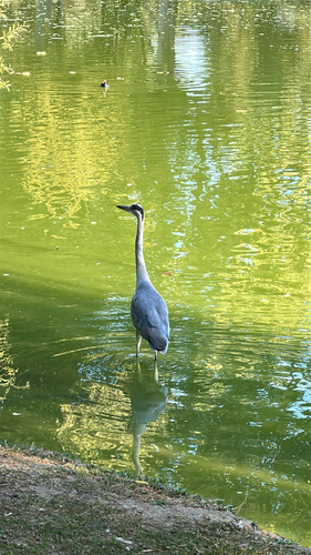 Grey Heron