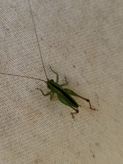 Conocephalus cinereus