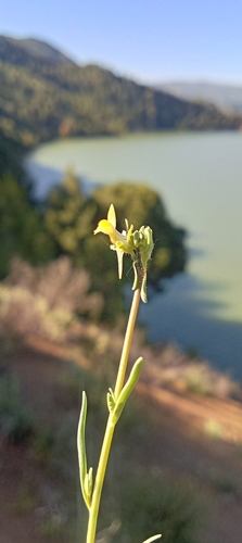 Simple Toadflax