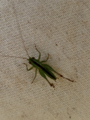 Conocephalus cinereus