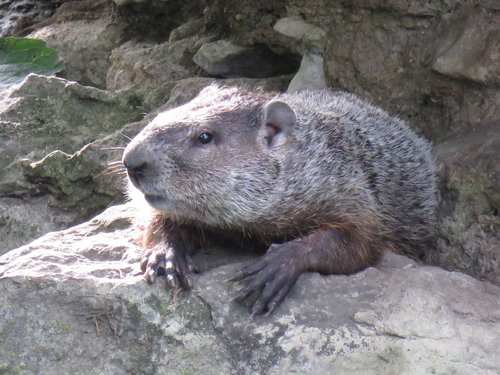 Groundhog