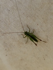 Conocephalus cinereus