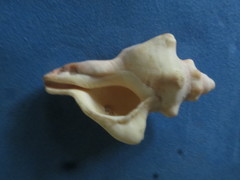 Pleuroploca trapezium