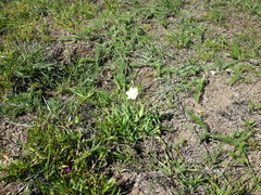 Platystemon californicus