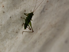 Conocephalus cinereus