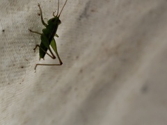 Conocephalus cinereus