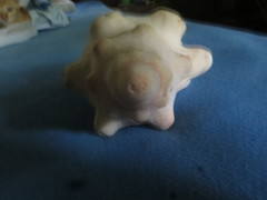 Pleuroploca trapezium