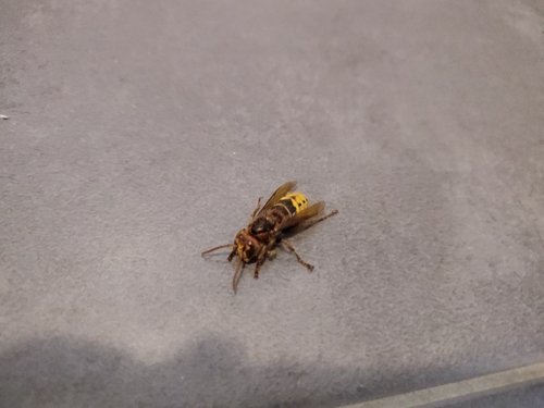 European Hornet