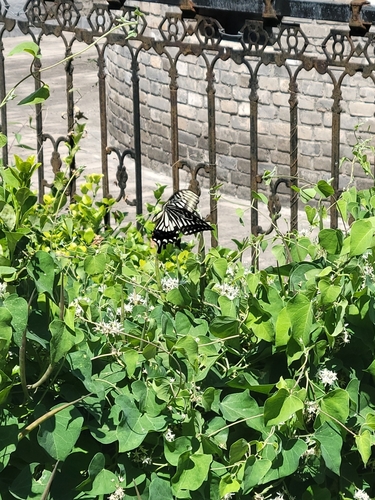 Chinese Yellow Swallowtail