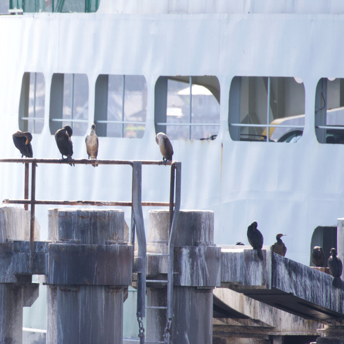 Double-crested Cormorant