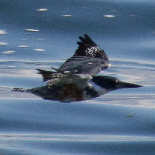 Belted Kingfisher