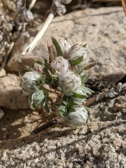 Stylocline micropoides