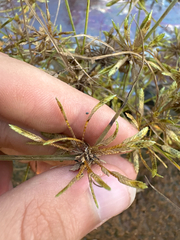 Cyperus flavescens, photograph author not stated, no rights reserved