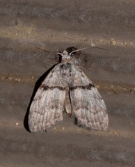 Nola pygmaeodes