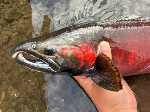 Coho Salmon