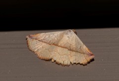 Eublemma perversicolor