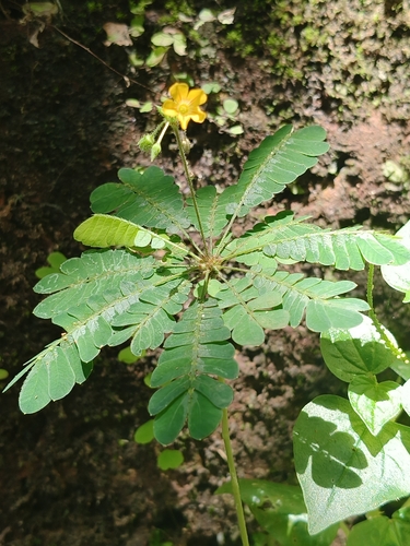 Biophytum sensitivum