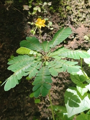 Biophytum sensitivum