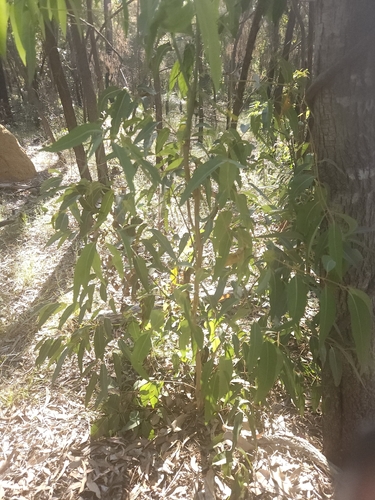 Angophora woodsiana, 2026-09-05