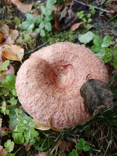 Woolly Milkcap