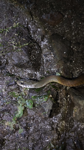 Rhabdophis chrysargos observed 2026-08-21