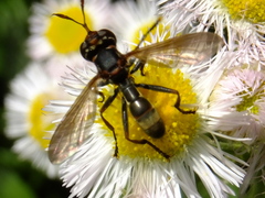 Conopidae