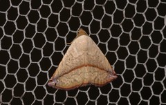 Eublemma perversicolor