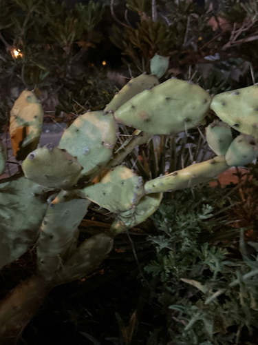 shell mound pricklypear