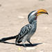 Southern Yellow-billed Hornbill - Photo (c) roy pilcher, some rights reserved (CC BY-NC), uploaded by roy pilcher