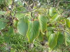 Ehretia dicksonii