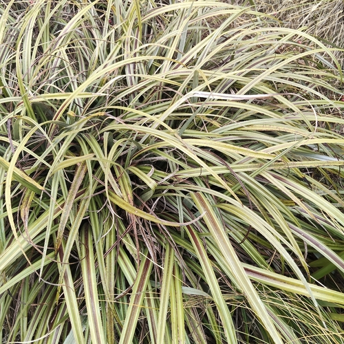 Astelia nervosa, photograph 3