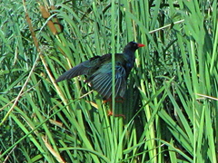 Porphyrio alleni