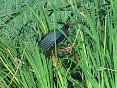 Porphyrio alleni