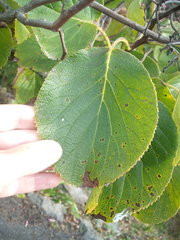 Ehretia dicksonii