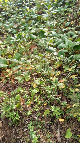 Rhododendron dauricum, photograph 5