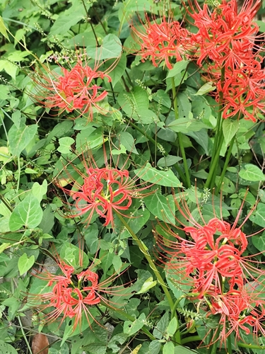 red spider lily