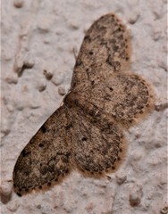 Idaea libycata