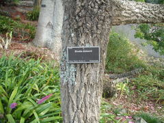 Ehretia dicksonii