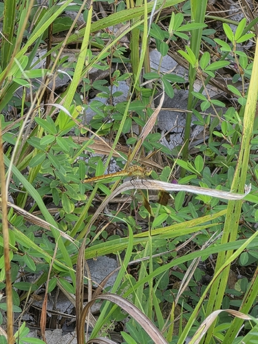 Banded Darter