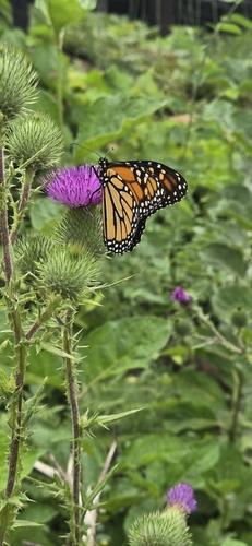 iNaturalist observation photo of Monarch