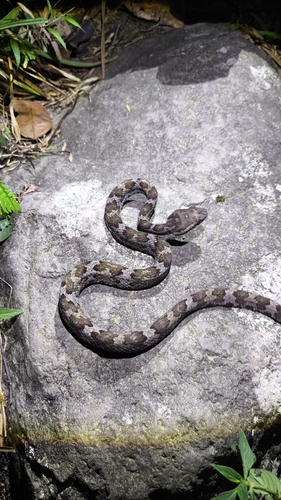 Craspedocephalus puniceus, 2026-07-31