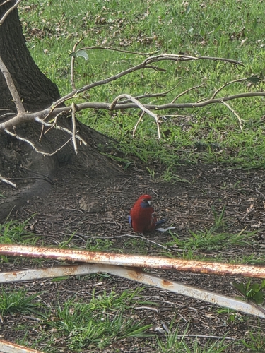 Crimson Rosella