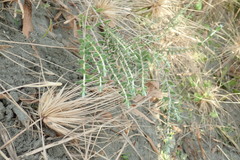 Pimelea villosa